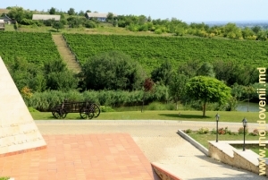 Вид на зону отдыха и виноградники на склоне