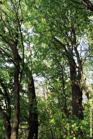 Stejarii imenşi din pădurea de pe panta toltrelor din preajma satului Bezeda