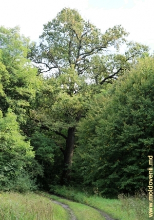 Stejarul secular imens de lîngă drumul rezervaţiei Feteşti