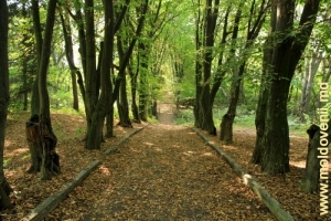 Pădurea din apropierea conacului din parcul Vila Mîndîc