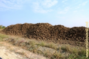 Roada sfeclei de zahăr din raionul Drochia. Octombrie