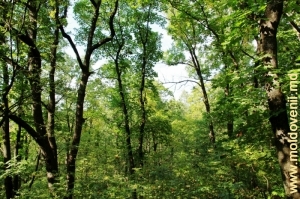 Pădurea rezervaţiei