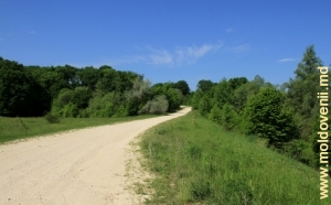 Drum prin pădure în apropiere de satul Tabăra, Orhei