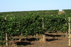 Виноградники в Комратуском районе, Гагаузия. Август