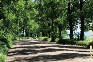 Drumul din raionul Făleşti