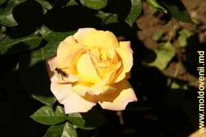 Trandafir în curtea conacului Ralli, Dolna, Nisporeni, începutul lunii iunie