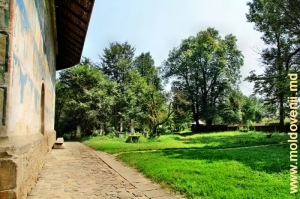Mănăstirea Tăierea Capului Sf. Ioan Botezătorul din s. Arbore
