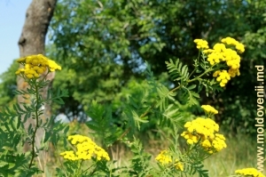 Придорожные цветы в Дубоссарском районе, июль