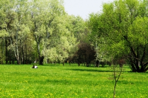 Luncă de primăvară şi pădure, Dendrariu, Chişinău