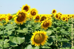 Floarea-soarelui în iulie, raionul Dubăsari