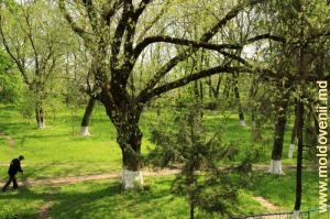 Rămăşiţele parcului fostului conac boieresc din Brînzeni