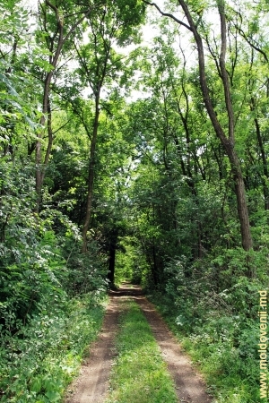 Drumul prin pădurea rezervaţiei