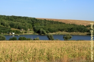 Озеро в Яловенском районе. Август