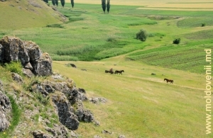 Толтры у села Кобань, Глодень