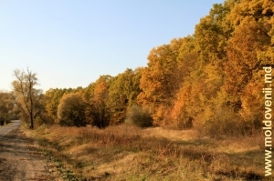 Pădurea de lîngă satul Bahmut, Călăraşi - toamna