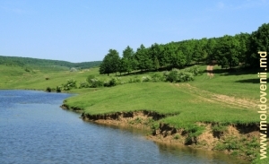 Malul lacului şi pădurea din apropierea satului Tabăra, Orhei.
