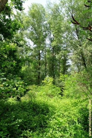 Pădurea de pe malul Prutului în apropiere de Leuşeni, Hînceşti