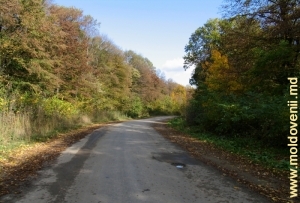 Drum prin pădure în raionul Ungheni - toamna