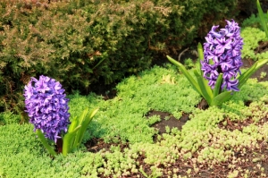 Strat de flori de primăvară, Dendrariu, Chişinău