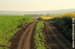 Drum din raionul Făleşti - primăvara