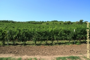 Пуркарские виноградники
