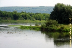Nistrul în luna iunie lîngă satul Cremenciug, Soroca