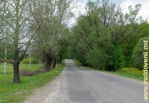 Drum de primăvară lîngă satul Bahmut, Călăraşi