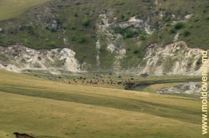 O turmă pe malul r. Ciuhur deasupra şirului de toltre