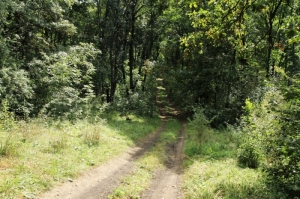 Drumul din pădurea rezervaţiei Feteşti