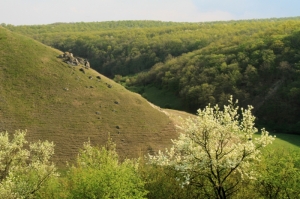 Copaci înfloriţi pe fundalul şirului de toltre din ocolul silvic „La Castel”, primăvara anului 2011