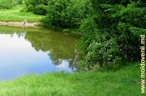 Озеро и цветущий шиповник в Долне, Ниспорень. Начало июня