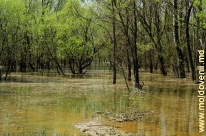 Revărsarea apelor în pădurea inundabilă de pe malul Prutului din apropierea satului Bădragii Vechi, Edineţ, aprilie 2013