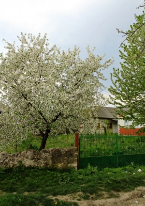 Copaci înfloriţi în satul Buzdugeni