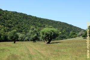 Valea rîului Răut între satele Trebujeni şi Furceni, Orhei, iulie