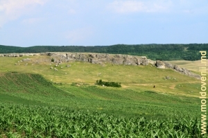 Поля и скалы у села Кобань, Глодень. Июнь