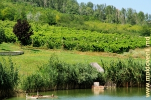 Виноградники вблизи зоны отдыха винзавода