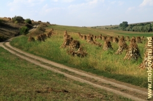 Drum de toamnă în raionul Şoldăneşti