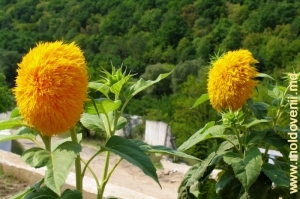 Floarea-soarelui decorativă de la mănăstirea Cosăuţi, Soroca, august