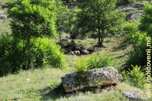 Turmă pe pantele defileului de-a lungul Răutului lîngă satul Trebujeni, iulie