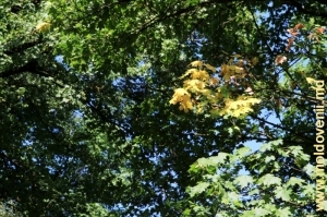 Pădurea de la Teţcani la sfîrşitul lunii august
