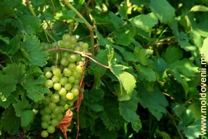 Пуркарские виноградники в августе, р-он Штефн Водэ