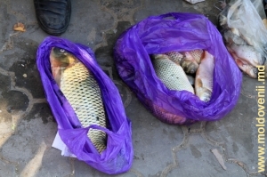 Рыба из озера Манта, Кахул. Июль