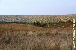 Cîmpuri şi păduri în octombrie, raionul Nisporeni