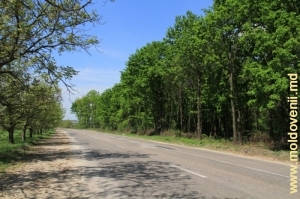 Дорога вдоль леса в районе Бричень