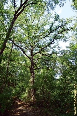 Stejar imens în pădurea de la Teţcani sus de rîul Vilia