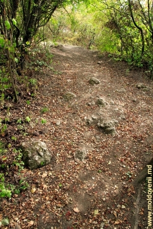 Cărăruie abruptă de-a lungul izvorului prin pădure în apropiere de satul Bezeda