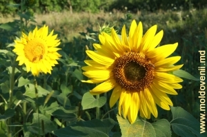Floarea-soarelui înflorită, raionul Rîţcani, august