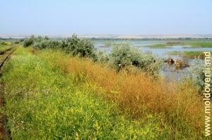 Lunca inundabilă a Prutului, raionul Cantemir