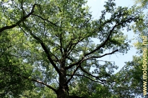 Coroana unui stejar imens din pădurea de la Teţcani