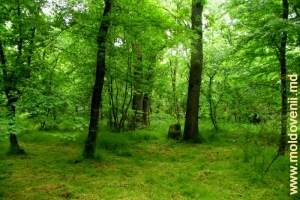 Pădurea inundabilă de pe malul Prutului, Ungheni